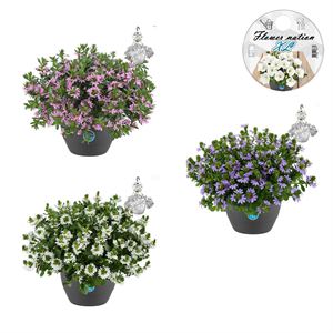 Afbeelding van HP27 o.kl. Scaevola Divers